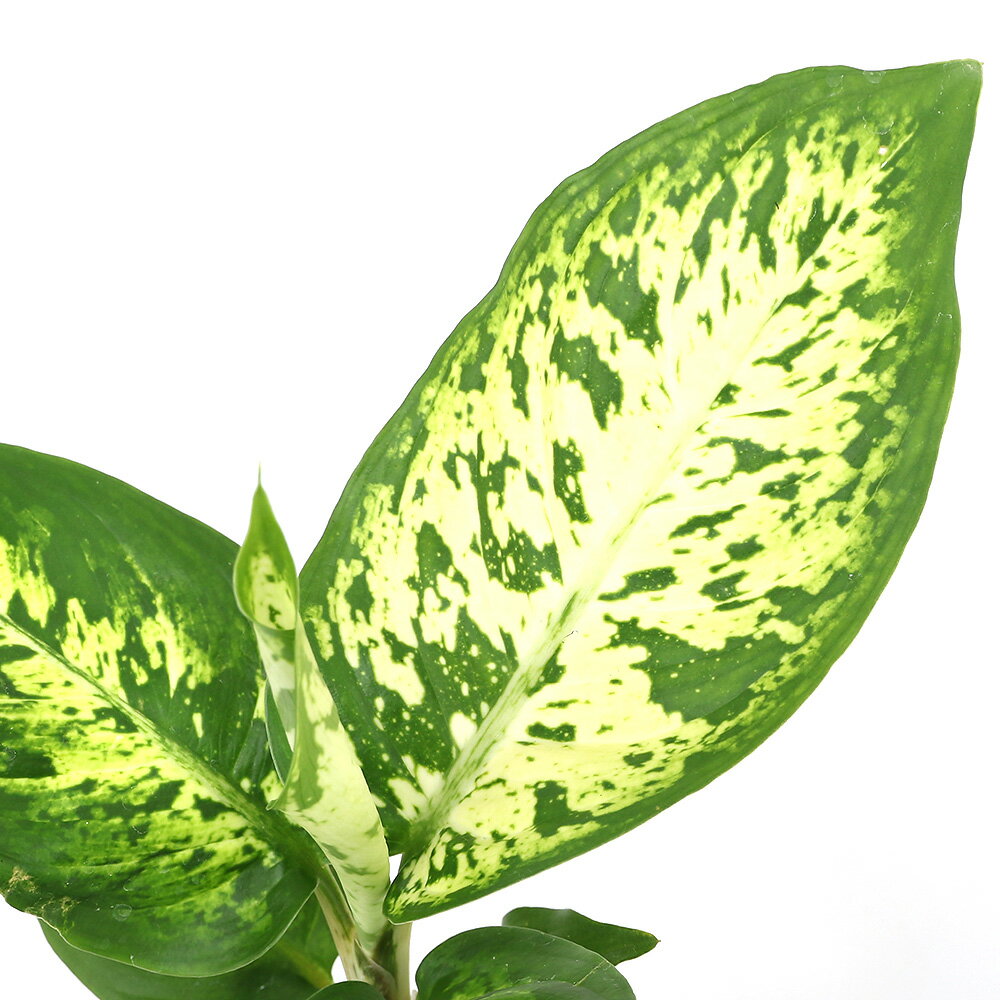 （観葉植物）ハイドロ苗9φ・Lサイズ ディフェンバキア サブライム（1ポット）