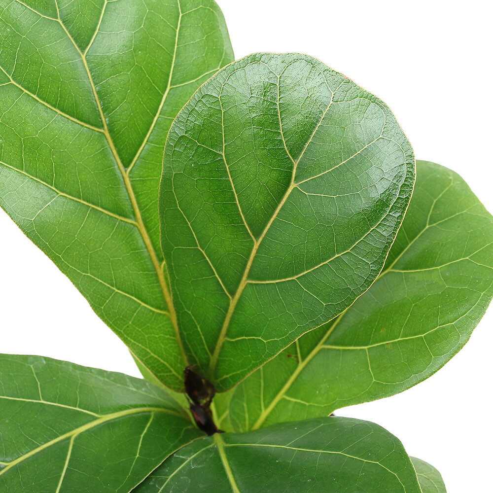 （観葉植物）ハイドロ苗9φ・Lサイズ フィカス リラータ（カシワバゴム）（1ポット）