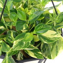 (観葉植物)ペペロミア グラベラ 吊り鉢タイプ 5号(1鉢)