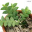 (観葉植物)洋ラン デンドロビウム レオニス (1株)
