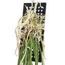 (観葉植物)洋ラン セイデンファデニア ミトラタ(1株)