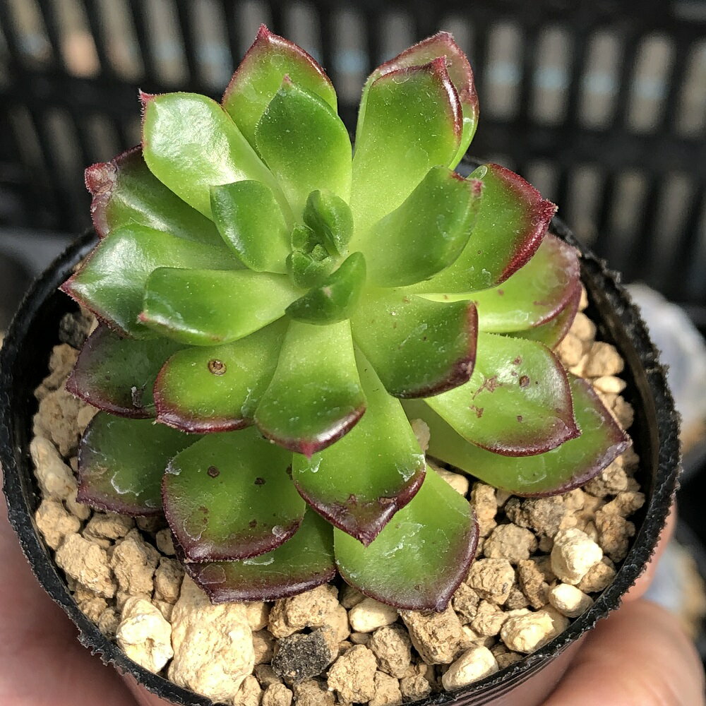 （観葉植物）エケベリア　レディシア　2．5号（1鉢）のサムネイル