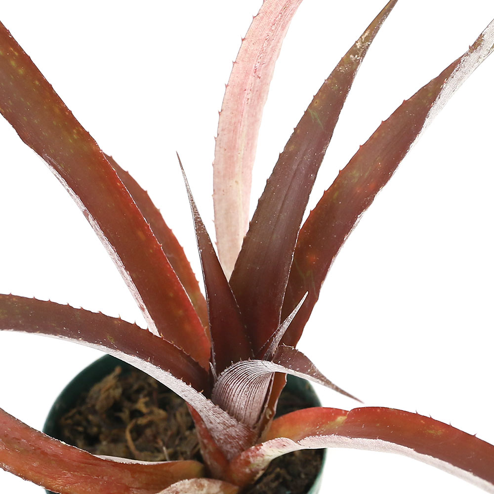 （観葉植物）ビバリウムプランツ ビルタンサス レッドバースト 6cmポット（1ポット）