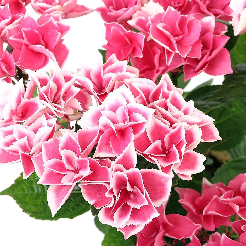 ※こちらの商品は季節により花が無い、枯れはじめている（花の変色）状態でのお届けとなります。（6〜4月頃）※開花期間中（5〜7月）でも、気温、環境により開花が早めに終了した商品のお届けとなる場合がございます。鮮やかなピンク色がが美しい！丈夫なアジサイ！西洋アジサイ　エンジェルリング　5号（1鉢）商品名西洋アジサイ　エンジェルリング販売株について●鉢（ポット）径　：　15cm●鉢の種類　：　プラスチック鉢 ※入荷状況や、生長度合いにより高さは異なります。画像はあくまでも目安としてご覧下さい。販売単位1鉢学名Hydrangea　macrophylla（※）…改良品種や学名が不明の種は流通名での記載の場合があります。別名-分類ユキノシタ科ハイドランジア属園芸分類落葉低木原産地改良品種花言葉「移り気」「元気な女性」「辛抱強い愛情」種類詳細アジサイは、花の少ない梅雨の時期に、美しい花を長く咲かせる風物詩として親しまれてきました。日本原産の花木で、江戸時代末期にヨーロッパに渡り、鉢花用に改良されました。その後、日本でも多くの園芸品種が誕生し今日に至ります。花房が手まりのように咲くタイプ（手まり型）と、額縁のように周りに咲くタイプ（ガクアジサイ型）があります。その他、円錐状に花をつける品種も存在します。 ハイドランジア（セイヨウアジサイ）と呼ばれるものは、日本原産のアジサイをヨーロッパで改良したもので、より豪華な花を付けるのが特長です。 ●本種「エンジェルリング」について 近年栃木県で作出された新品種で、八重咲で白く縁どられた濃いピンク色の小ぶりな花が可愛らしい品種です。 栽培適温10〜20℃耐寒温度-10℃開花時期5月〜7月置き場所強い直射日光は花を痛めますが、毎日数時間日光が当たらないと花の色が悪くなります。特に夏の高温と直射には耐えられません。冬は北風に当たらないよう注意してください。水やりアジサイは水をたくさん必要とします。気温の高いときには毎日水をあげてください。 ただし、受け皿に水をためるのは根腐れの原因になるのでやめましょう。肥料花後にお礼肥として、12月〜2月上旬に寒肥として緩効性の肥料を施します。ご注意※画像はイメージです。画像中の撮影小物等は付属いたしません。※入荷状況や時期により、鉢植えではなく株のみでお届けする場合もございます。※入荷状況により、鉢（ポット）の形状及び色が異なる場合もございます。※お届け時期や入荷状況により草丈や花の有無は異なります。※ボリュームや葉の枚数、大きさ、斑の入り方は株ごとに異なります。※葉に穴あき、キズ、変色があるものが多少含まれている場合がございます。※痛みなどがあった場合は葉の一部分のカット、茎や枝をカットして出荷させていただきますので、ご了承ください。※地域によって最適な育成環境が異なりますので、記載されている育て方はあくまでも参考までにご覧ください。アジサイの発送状態について季節により開花株、花色変わり・枯れ、開花終了株・休眠株での発送となります。花期が終了した物については、花芽をカットした状態でのお届けとなります。アジサイの花は、土の酸性度によって青系や赤系に変わります。 酸性に傾いた土では青系に、アルカリ性に傾いた土では赤系に変わります。花の色が雨や肥料によって変わってしまう可能性がありますので、ご注意ください。※本来であれば開花・成長期の場合でも、その年の気候、環境により開花が早く終わった物、休眠状態に入った物のお届けとなる場合がございます。ガーデニングの用語一覧葉水（はみず）⇒霧吹きで葉に水を吹きかけること。空中湿度を保ったり、葉の温度を下げるなどの目的で行う。元肥（もとごえ）⇒植物を植える際、あらかじめ用土に加えておく肥料のこと。追肥（ついひ）⇒植物を育てている途中で補給する肥料のこと。もしくはその肥料を補給すること。お礼肥（おれいごえ）⇒花を咲かせたり果実を収穫した後の、植物を回復させる為に与える肥料のこと。主に速効性化成肥料を用いることが多い。寒肥（かんごえ）⇒冬に農作物や庭木に施す肥料のこと。主に遅効性肥料（有機質肥料）を用い、休眠期に土中で分解させておくことで、春にちょうど良い 具合に効き始め効果が持続する。根腐れ（ねぐされ）⇒水や肥料を与えすぎたり、水はけが悪いなどの原因で根が腐ること。根腐れを起こした植物は、悪臭を放つ場合がある。葉やけ（はやけ）⇒直射日光の当てすぎで、葉が変色したり、枯れたりすること。短日処理（たんじつしょり）⇒暗期が一定時間より長くなると開花が促進される植物（短日植物）に、光の当たる時間を調整すること。苞（ほう）⇒葉が変形したもので、つぼみを包んでいた葉のこと。花を保護する役割がある。ハイポネックス　キュート　鉢花用　150mL　追肥　化学肥料　液肥　速効性　鉢花鉢皿　F型　5号　ホワイト住友化学園芸　花工場　切花ロングライフ液　480mlアクアフォーム　フラワーアレンジメント用　吸水スポンジ　生花用　スタンダード押し花入門作成キット押し花乾燥シート　厚さ3mm　レギュラーサイズ　6枚（180×265mm）押し花フラワーシート　（260×360mm10枚）押し花押し器セットC押し花乾燥シート　厚さ1mmレギュラーサイズ　10枚（160×240mm） … （観葉植物）　ガーデニング　園芸　花　鉢花　紫陽花　アジサイ　あじさい　西洋あじさい　西洋紫陽花　西洋アジサイ　新品種　育て方　育成方法　栽培方法　観葉植物　flower_pots　Hydrangea　macrophylla　落葉低木　ユキノシタ科ハイドランジア属　改良品種　移り気　元気な女性　辛抱強い愛情　20220522　NMIYA　2022zenki　y22m05　2022zenki■この商品をお買い上げのお客様は、下記商品もお買い上げです。※この商品には付属しません。■ハイポネックス　キュート　鉢花用　150mL　追肥　化学肥料　液肥　速効性　鉢花鉢皿　F型　5号　ホワイト住友化学園芸　花工場　切花ロングライフ液　480mlアクアフォーム　フラワーアレンジメント用　吸水スポンジ　生花用　スタンダード押し花入門作成キット押し花乾燥シート　厚さ3mm　レギュラーサイズ　6枚（180×265mm）押し花フラワーシート　（260×360mm10枚）押し花押し器セットC押し花乾燥シート　厚さ1mmレギュラーサイズ　10枚（160×240mm）