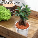 (観葉植物)訳あり品 ガジュマル 4号(1鉢)