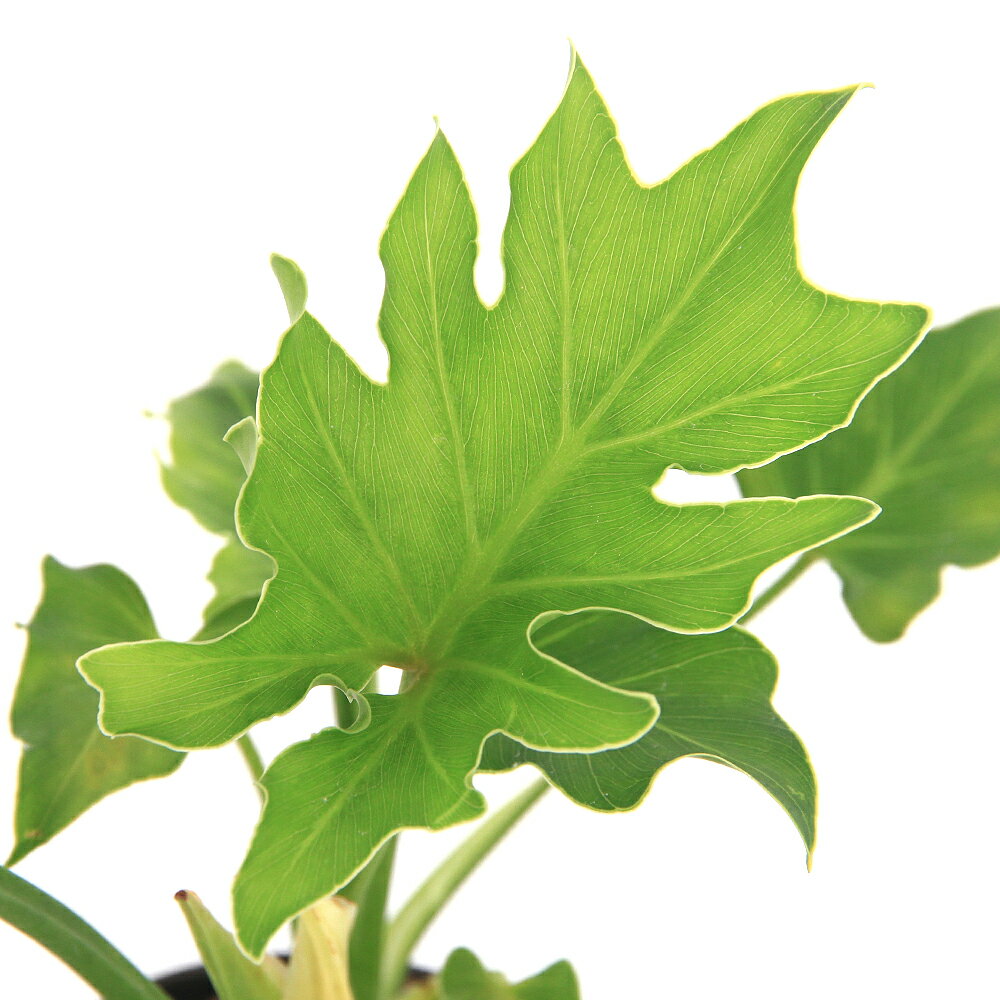 セローム （観葉植物）ハイドロ苗9φ・Lサイズ　フィロデンドロン　セローム（1ポット）【HLS_DU】