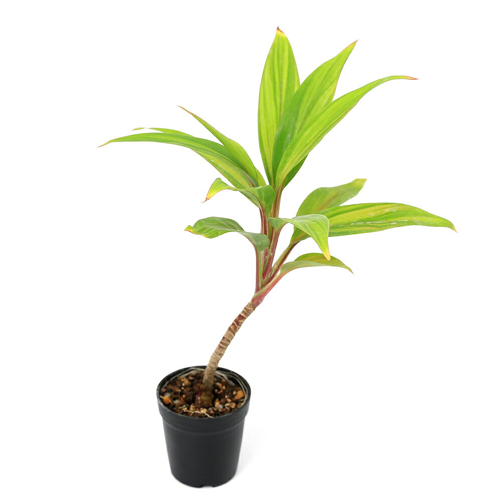 （観葉植物）ビバリウムプランツ コルジリネ ブランデーライム 3cmポット（1ポット）