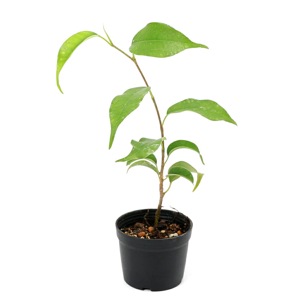 （観葉植物）ビバリウムプランツ ベンジャミン ダッチトゥリート 5cmポット（1ポット）