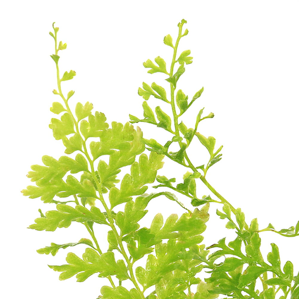 （観葉植物）ビバリウムプランツ ネフロレピス コットンキャンディ 3cmポット（1ポット）