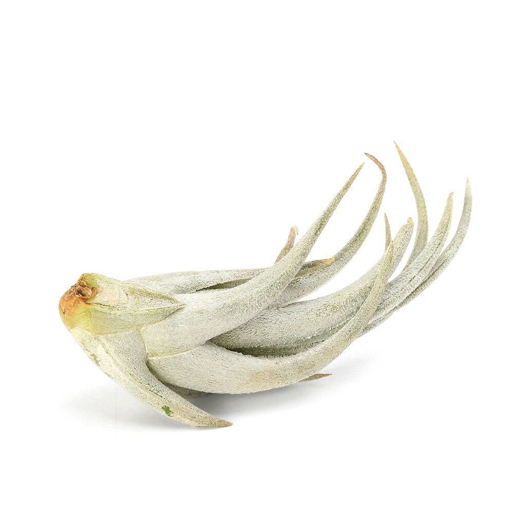 （観葉植物）エアープランツ チランジア プエブレンシス（1株）