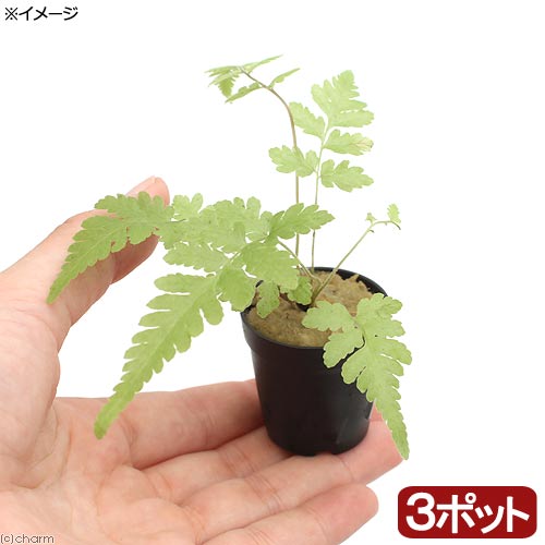 （観葉植物）ビバリウムプランツ　おまかせシダ植物（3ポット）