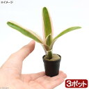 （観葉植物）ビバリウムプランツ ネオレゲリア ファイヤーボール 斑入り（3ポット）【HLS_DU】