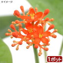 （観葉植物）ヤトロファ　サンゴアブラギリ（珊瑚油桐）　3～4