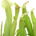 (食虫植物)サラセニア フィラデルフィア 2.5~3号(1ポット)(休眠状態)