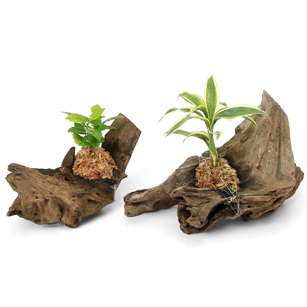 （観葉植物）テラリウム向け ミニ観葉 流木付 大・小セット（計2個）水苔