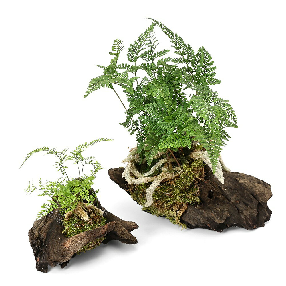 （観葉植物）テラリウム向け　トキワシノブ　流木付　大・小セット（計2個）這苔