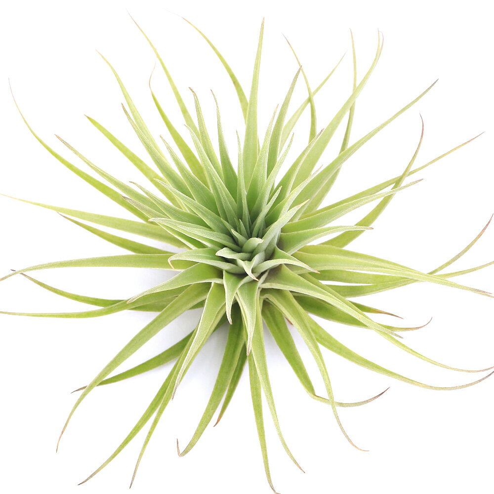 （観葉植物）エアープランツ チランジア エスピノーサ Lサイズ（1株）