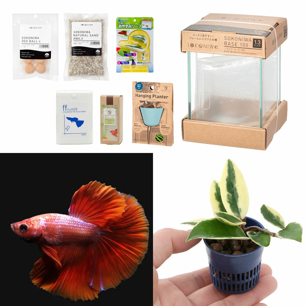 （熱帯魚）（観葉植物）水作 Aquaterior ミニ寄せ植え・ベタの水景づくりセット（ブルー） 本州・四国限定 アクアリウム ハイドロプランツ