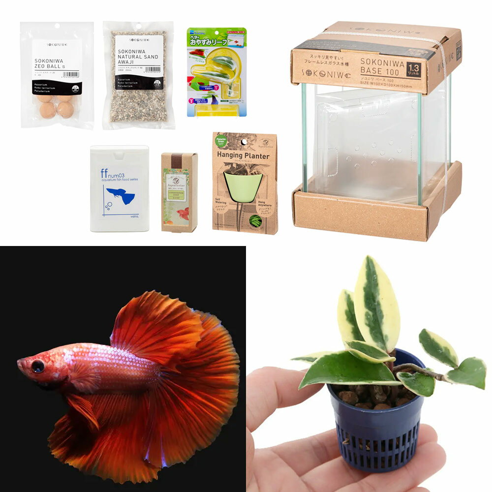 （熱帯魚）（観葉植物）水作 Aquaterior ミニ寄せ植え・ベタの水景づくりセット（グリーン） 本州・四国限定 アクアリウム ハイドロプランツ