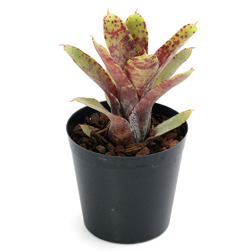 【3／5限定】当選確率2分の1！1等最大100％ （観葉植物）ネオレゲリア リリプティアナ×スミシー 3号（1株）タンクブロメリア