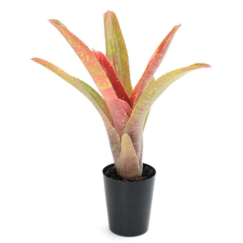 （観葉植物）一点物 ネオレゲリア クルエンタ×マルモラータ 3号（1株）