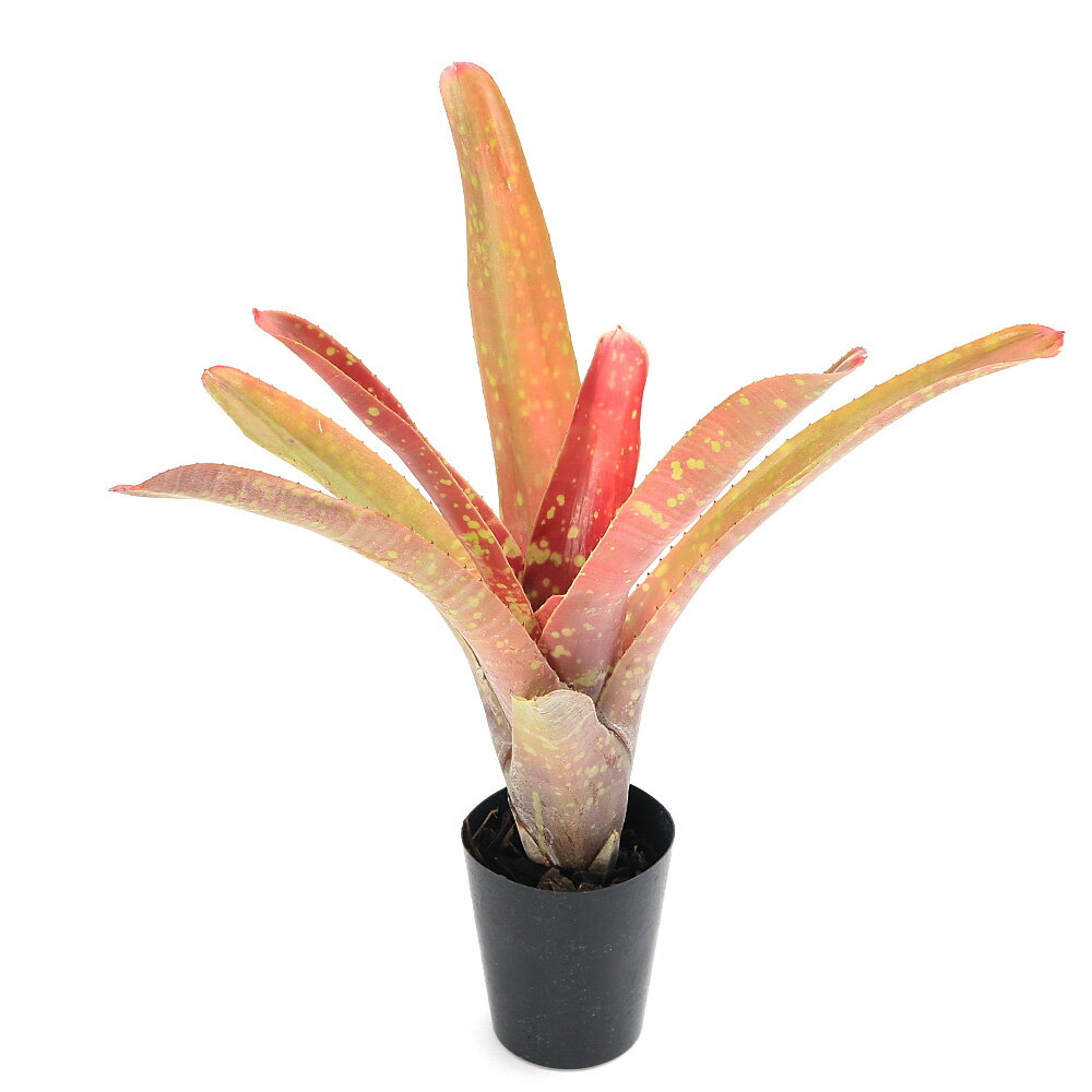 （観葉植物）一点物 ネオレゲリア クルエンタ×マルモラータ 3号（1株）