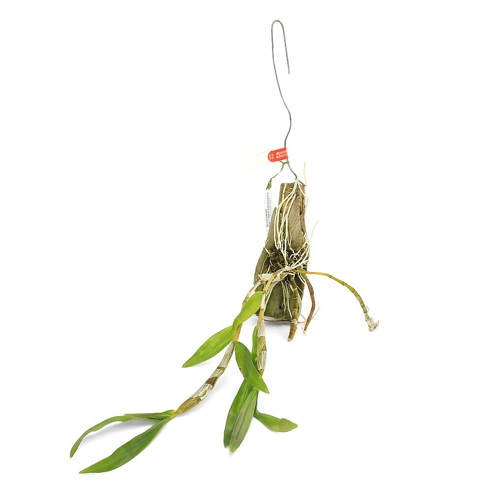 （観葉植物）洋ラン デンドロビウム チャンタブーン サンライズ （1株）板付け