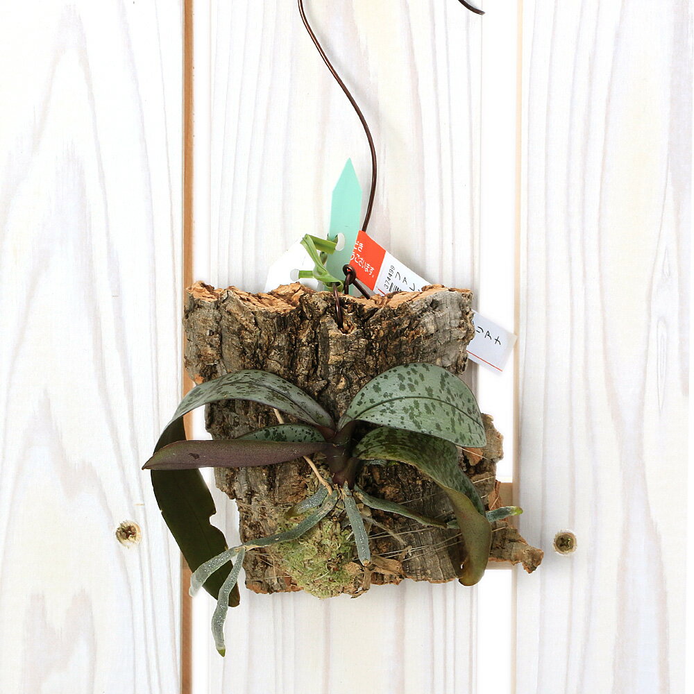 （観葉植物）洋ラン　ファレノプシス　シレリアナ　（1株）コルク付き