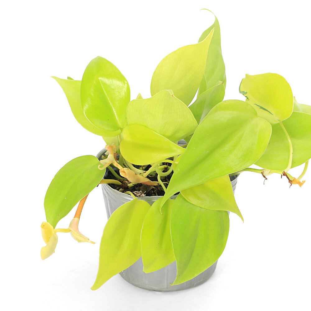 樂天商城 - （観葉植物）オキシカラジューム　ライム　3号（1ポット）