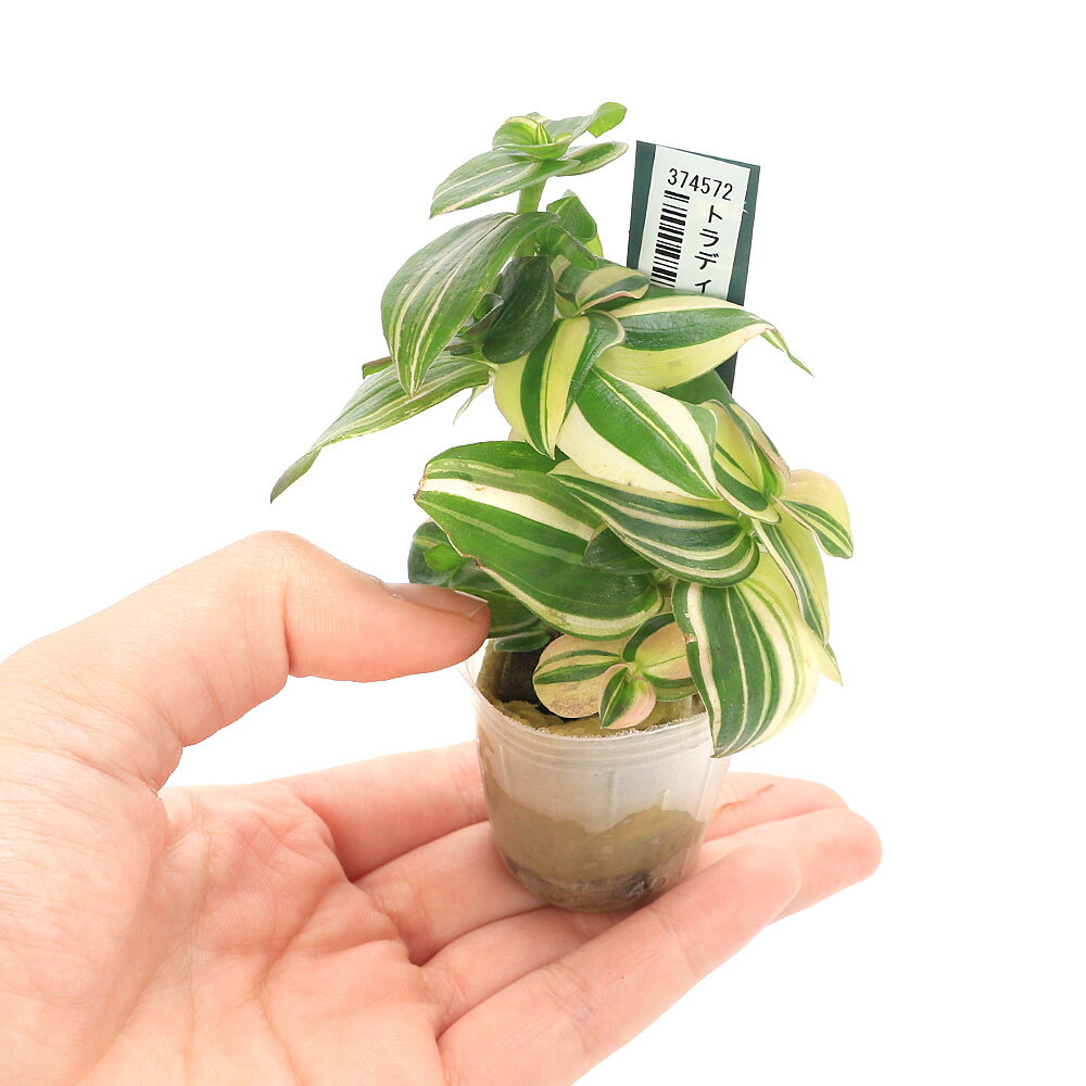 （観葉植物）ミニ観葉 オアシス苗 トラディスカンチア バリエガータ（1苗）