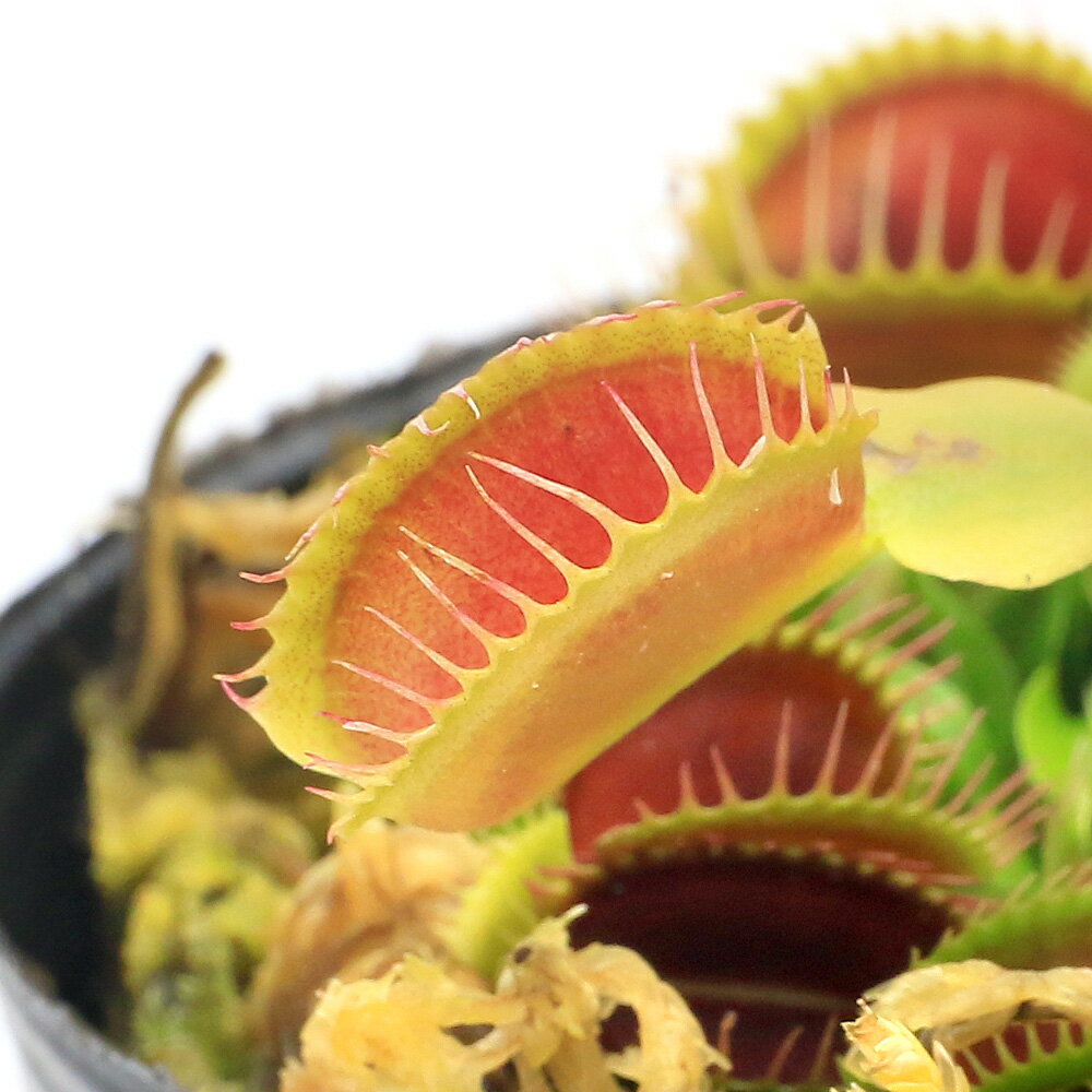 樂天商城 - （食虫植物）ハエトリソウ　ジャイアント　トラップ　2号（1鉢）