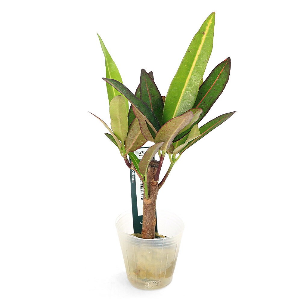 楽天市場】クロトン（観葉植物｜花・観葉植物）：花・ガーデン・DIYの通販
