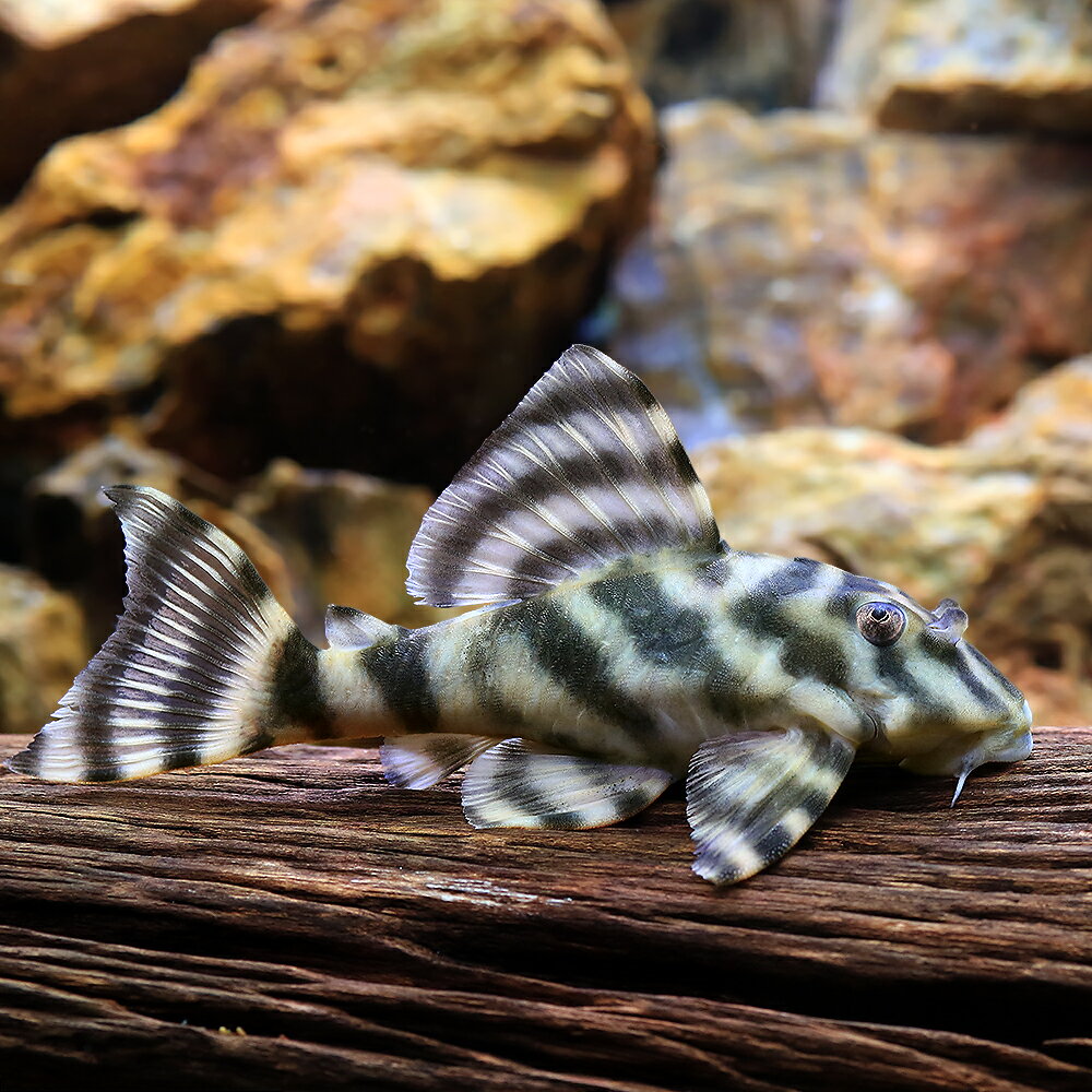 楽天市場】シャム タイガー（観賞魚｜熱帯魚・アクアリウム）：ペット