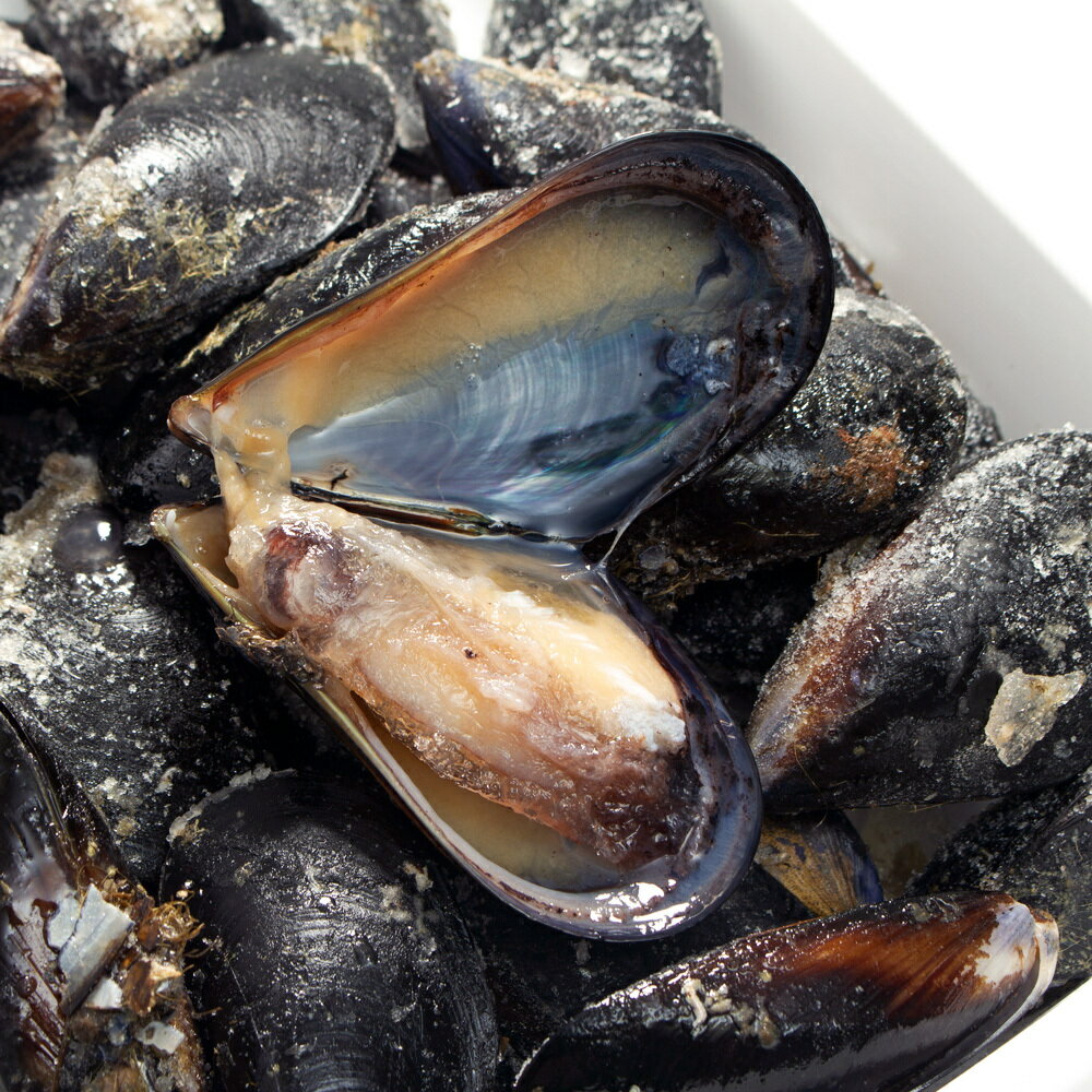 冷凍★釣り餌用　冷凍ムール貝　1kg×3袋セット　ぶっこみ釣り　海上釣堀　釣りエサ　別途クール手数料　常温商品同梱不可