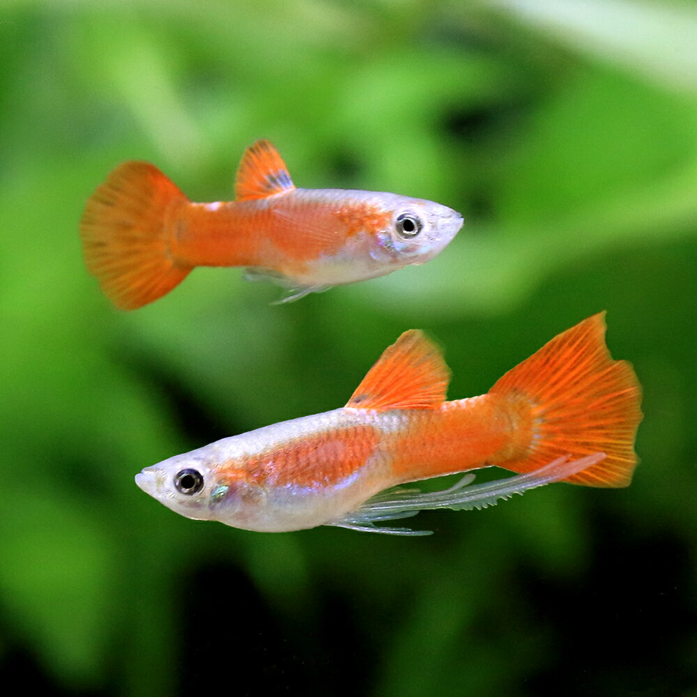 樂天商城 - 【5／10限定】当選確率2分の1！1等最大100％　（熱帯魚）フルレッドリボングッピー（国産グッピー）（1トリオ）　北海道・九州航空便要保温