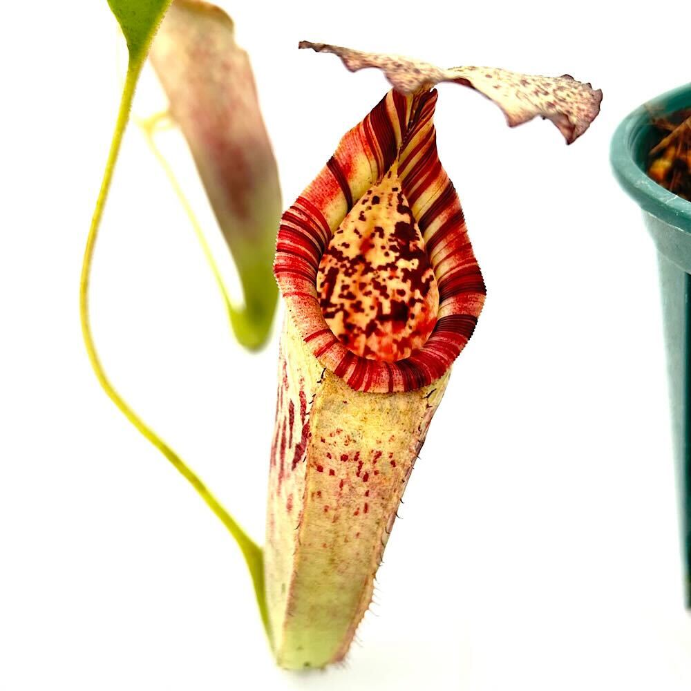 楽天市場】nepenthes lowiiの通販