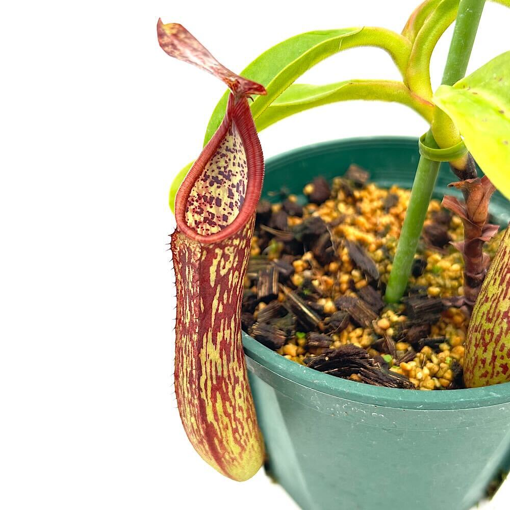 （食虫植物）一点物　ウツボカズラ　ネペンテス　コペランディ　4号（1鉢）