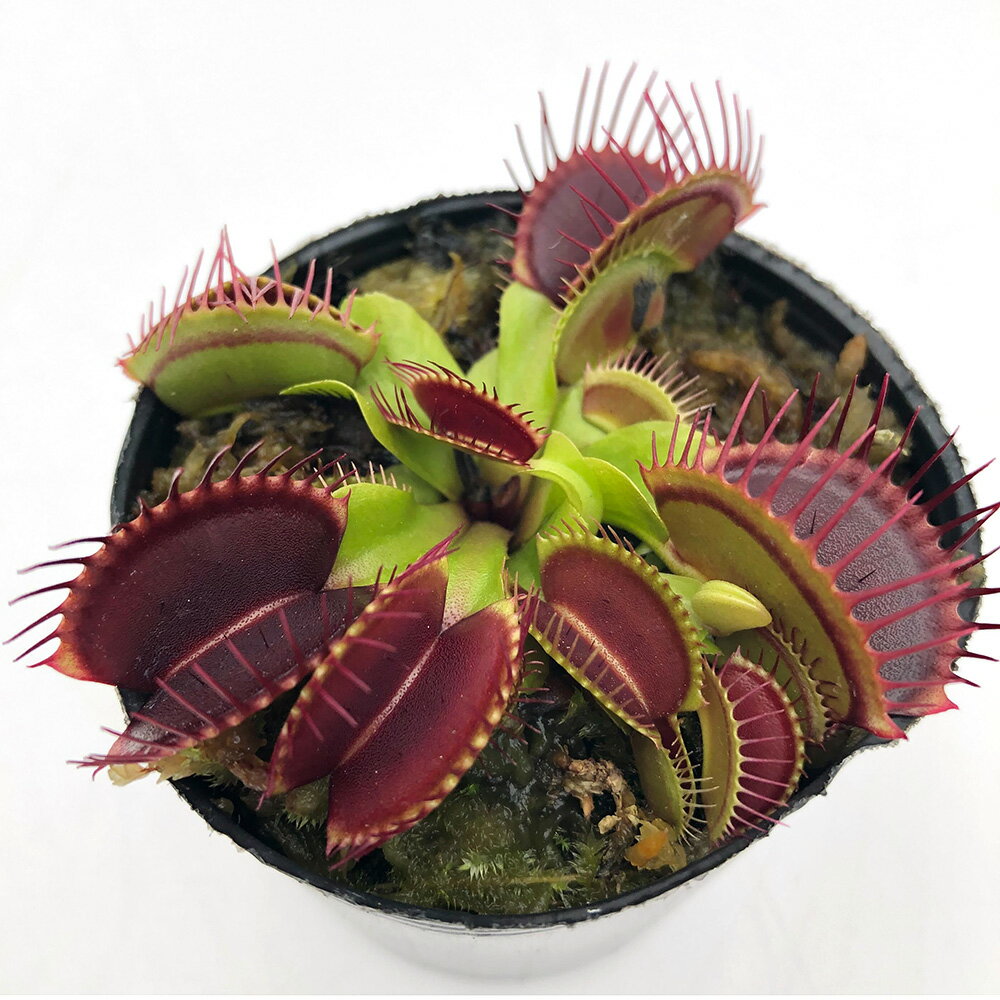 Rakuten - （食虫植物）ハエトリソウ　G14　2号（1ポット）