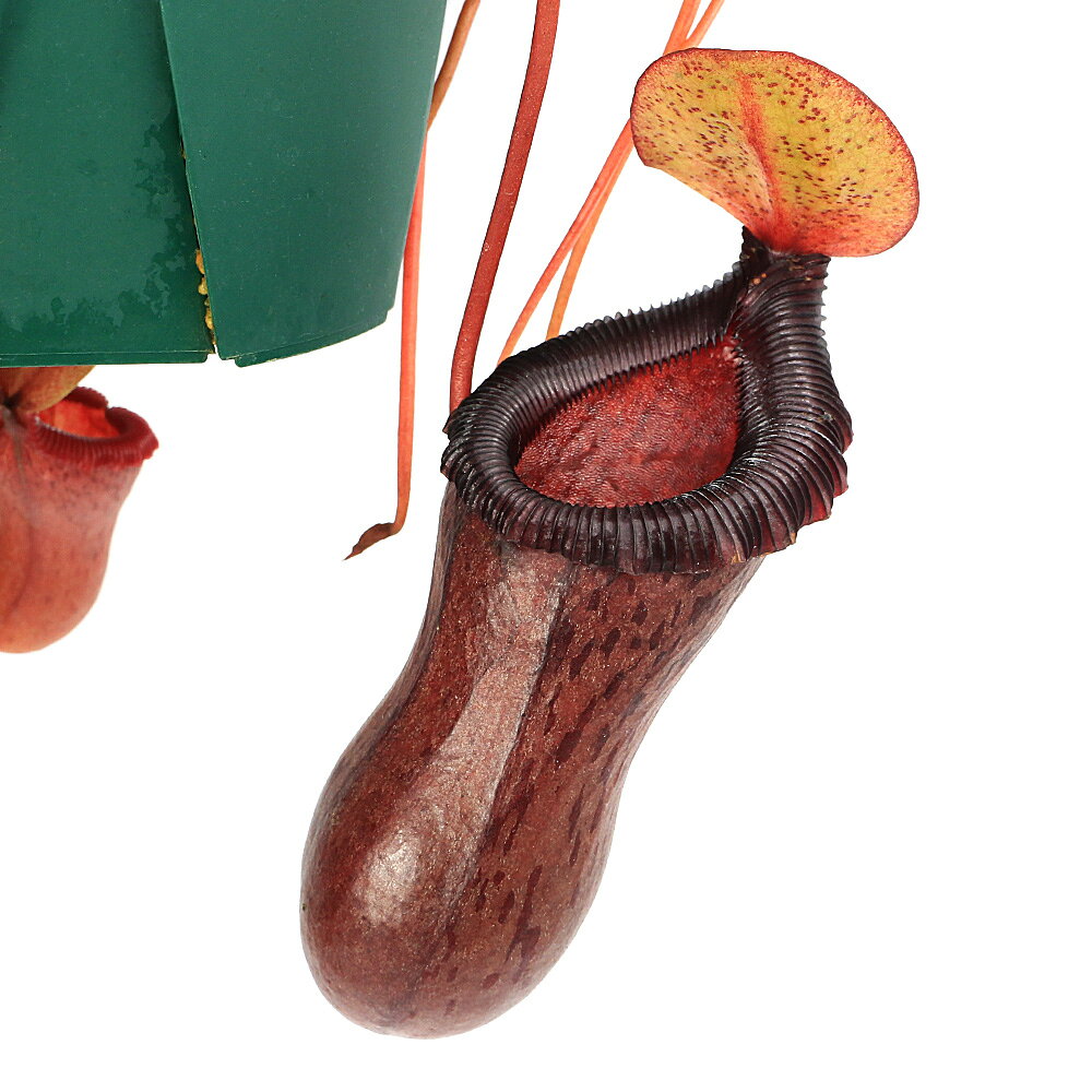 楽天市場】nepenthes lowiiの通販