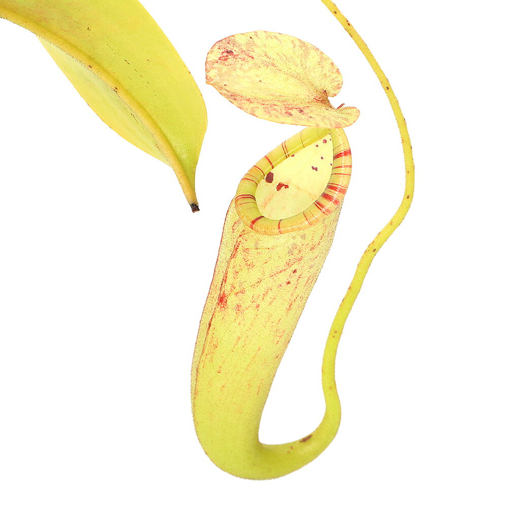 商品画像2