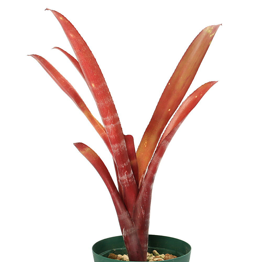 （観葉植物）ビルベルギア　フラメンコ　4号（1鉢）タンクブロメリア