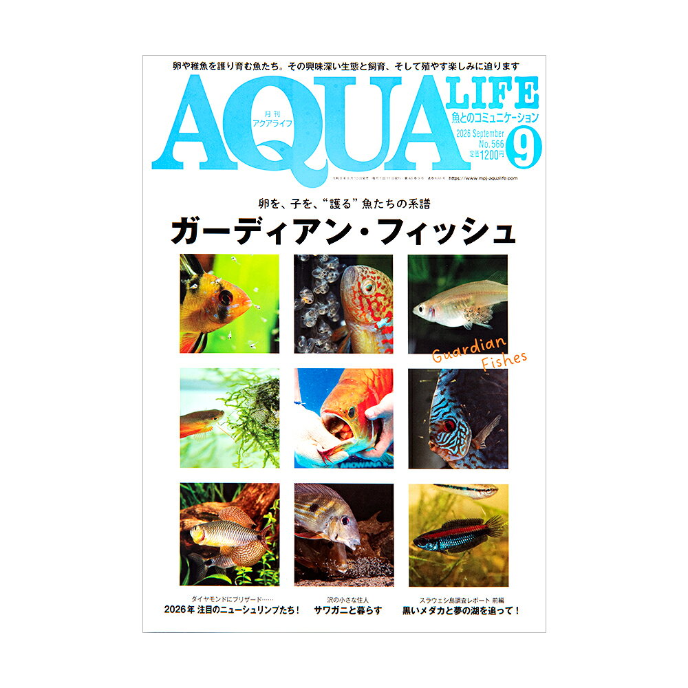 メーカー：エムピージェー品番：エムピージェー※本商品はデータ作成中、または画像準備中です。ご不便をお掛けしますが、入力が完了するまで今しばらくお待ちくださいませ。なお、この状態でもご購入頂く事は可能です。！アクアライフ　9月号（2026）出版社株式会社エムピージェーページ数130ページ発行年月日2026年8月10日商品寸法A4判内容【特集】●卵を、子を”護る”魚たちの系譜　ガーディアン・フィッシュ・ペルヴィカクロミス・クリベンシスの繁殖・マルプルッタ・クレッセリーの繁殖…・ドワシク＆小型アナバン繁殖テクニック・アフリカンパイクカラシンの繁殖・ガーディアンフィッシュ列伝・守る魚の生存戦略・ゲオファーガス・ワインミレリィの繁殖・現地で見たガーディアンフィッシュ・グーディズとその生態・飼育【中・小特集】・スラウェシ島調査レポート前編　黒いメダカと夢の湖を追って！・ペットを守る環境づくり　お宅紹介＆インタビュー・ダイヤモンドにブリザード・・・　2026年　注目のニューシュリンプたち！・沢の小さな住人　サワガニと暮らす・崩さないための予防と、傷んだ部分の修復　水草水槽の夏枯れ対策■イベントレポートEXOTIC　REP　＆　AQUA　EXPO好評連載【好評連載】・BEST　GOODS　COLLECTION・ネイチャーアクアリウムクリエイターズ・アクアリウムの水草図鑑　ルドウィギアの仲間・ブリザーブド・モス・アレンジ・メダカを巡る旅　五式・エビバディ・海原への入り口　やさしいサンゴ前編・タンガニイカの住人たち・1種類徹底飼育講座　アルマータスカショーロ・ワイルドベタの扉をあけて・インフォメーション・観賞魚の病気対策・怪答乱麻アクア　Q＆A・アクアなニュースをちょっと深掘り・書評コラム　魚に跨り草子の海へ・ホイホイ山田の何でも飼ってみよう！・マンガ　アクアな猫の躾けかた・読者のページ！　AQUA　MAIL　BOX・＃毎月開催愛魚写真コンテスト・コリドラス・パラダイス　スリナム産コリドラス・水槽拝見！　ハローアクアリスト・銘魚発見！　AL　ショップレビュー・AQUA　FEATURE　今月の新着・注目魚、水草・アクアグッズプレゼント情報・FROM　EDITORS…etc．など、盛りだくさんでお届けします！ アクアリウム超飼育図鑑3000種アクアプランツ　NO．20　書籍　水草メダカ飼いたい新書3　書籍アクアライフ　6月号（2026）アクアライフ　7月号（2026） … アクアライフ　9月号（2026）　4912014550968　20260816　y26m08　kak　アクアリウム　アクアリウム用品　アクア用品　アクア　書籍　定期刊行誌　一般　AQUA　LIFE　エムピージェー　本　魚　水草　観賞魚　淡水　海水　淡水魚　海水魚　レイアウト水槽　ガーデンフィッシュ　卵　稚魚　サワガニ　めだか　メダカ■この商品をお買い上げのお客様は、下記商品もお買い上げです。※この商品には付属しません。■アクアリウム超飼育図鑑3000種アクアプランツ　NO．20　書籍　水草メダカ飼いたい新書3　書籍アクアライフ　6月号（2026）アクアライフ　7月号（2026）
