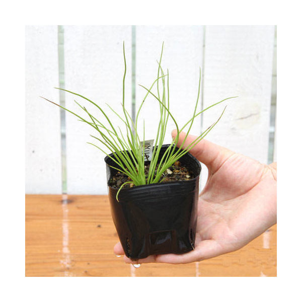 （ビオトープ）水生植物　ミズニラ（1ポット）　抽水植物　日本産水草（休眠状態）
