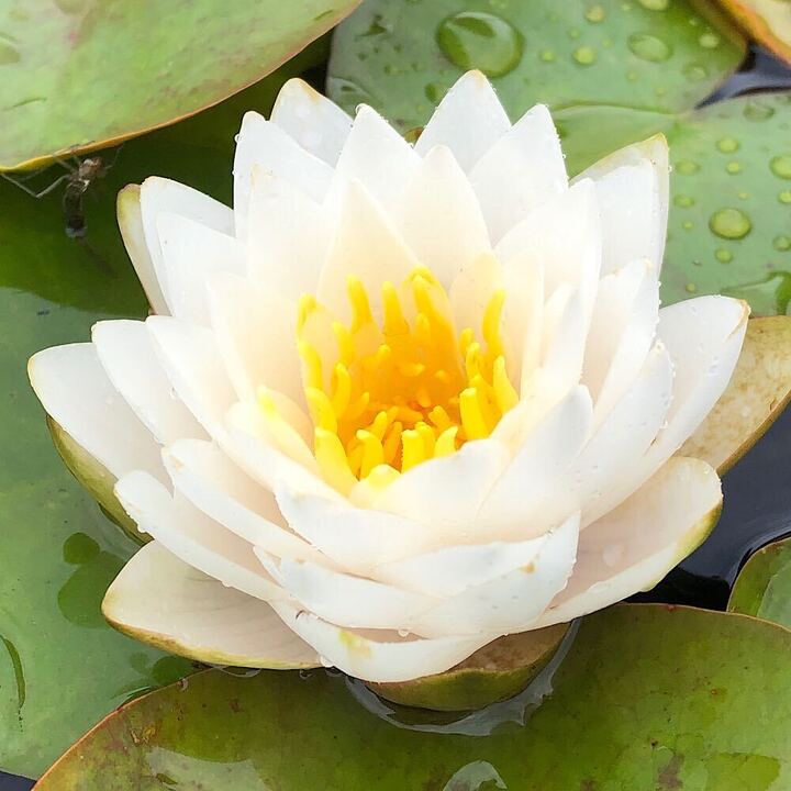 楽天市場】睡蓮 苗（鉢花｜花・観葉植物）：花・ガーデン・DIYの通販