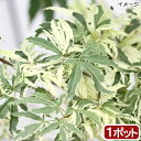 (盆栽)モミジ 大ポット 胡蝶の舞(コチョウノマイ) 5~6号(1鉢)同梱不可