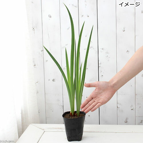 (ビオトープ)水生植物 花菖蒲 みちのく黄金(...の紹介画像2