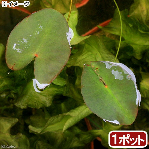 （ビオトープ）水辺植物　河骨　ベニオグラコウホネ（紅巨椋河骨）（1ポット）　浮葉植物
