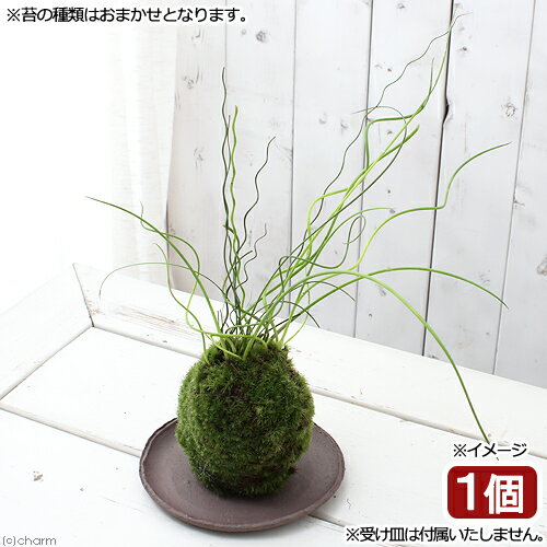 （盆栽）苔玉　ラセンイ（1個）　観葉植物　コケ玉【HLS_DU】