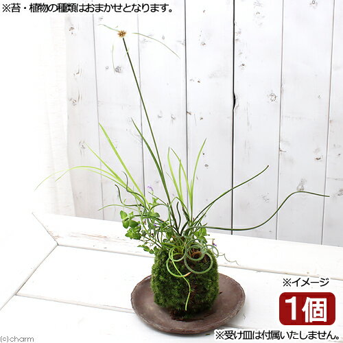 （盆栽）苔玉　水辺植物3種寄せ植え（品種おまかせ）（1個）　観葉植物　コケ玉【HLS_DU】