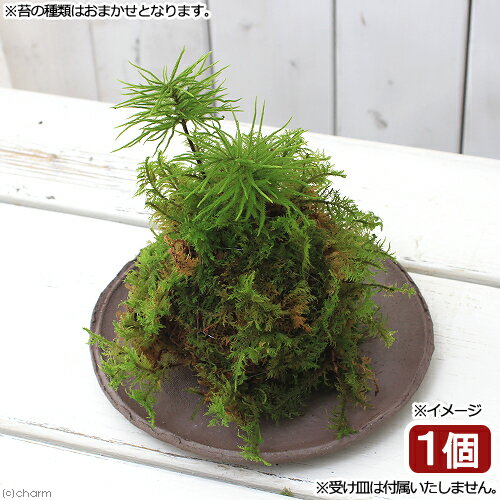 （盆栽）苔玉　コウヤノマンネングサ（1個）　観葉植物　コケ玉【HLS_DU】